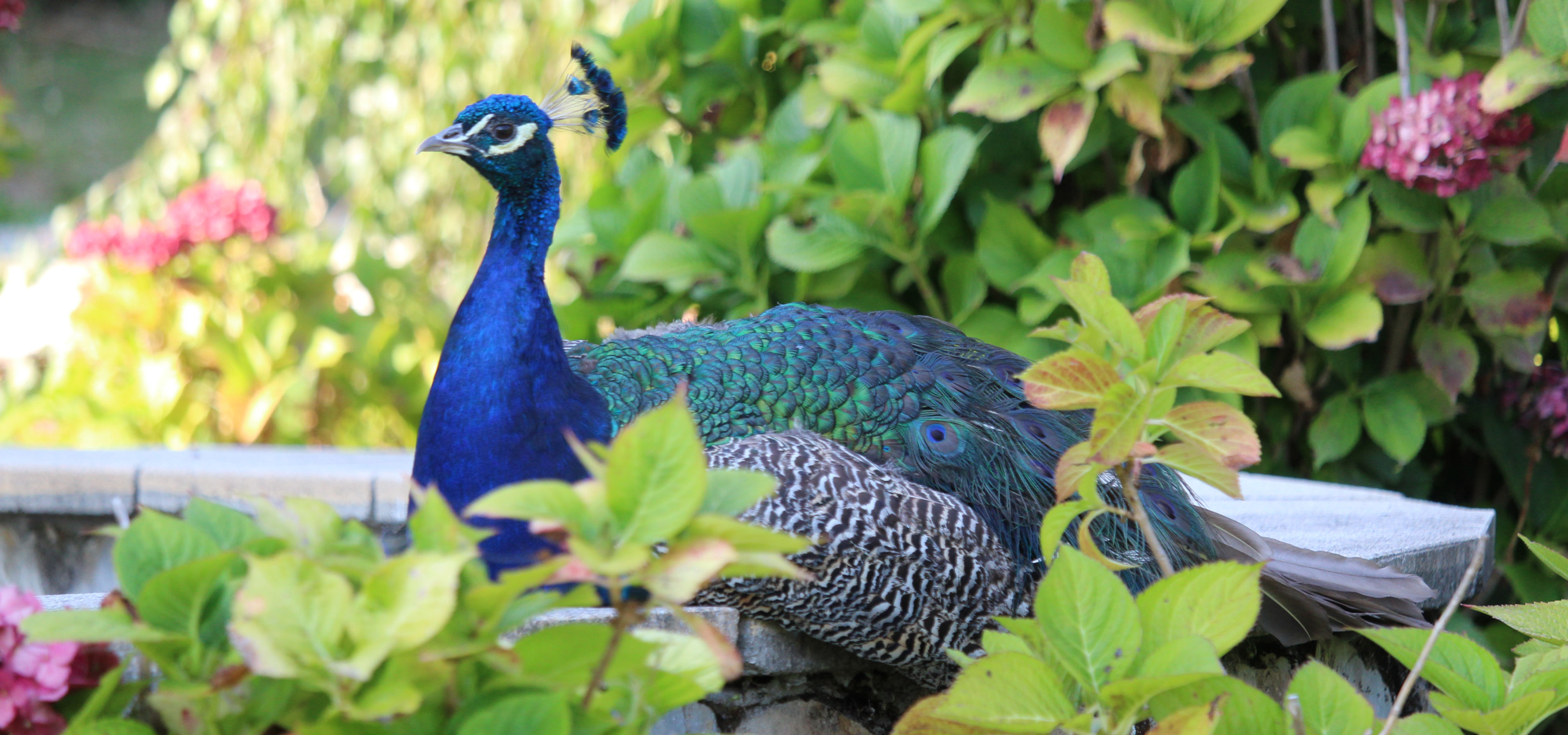 A Coruña, Ferrol: Reina Sofía Park